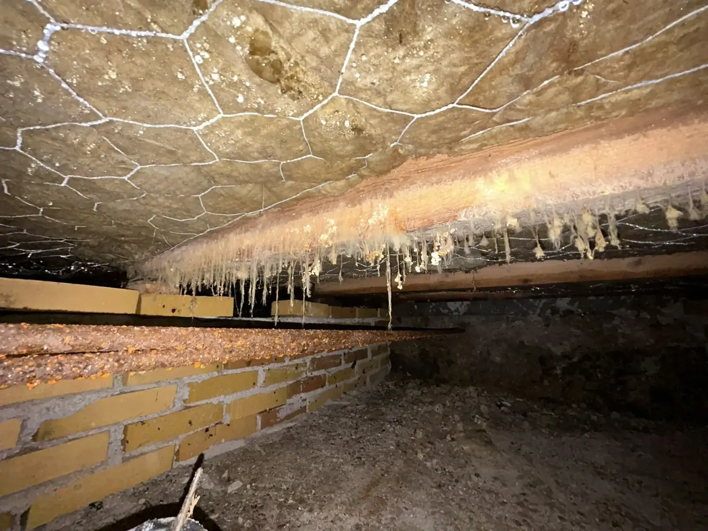 Gulvkonstruktion med skimmelsvamp i bolig i Odense